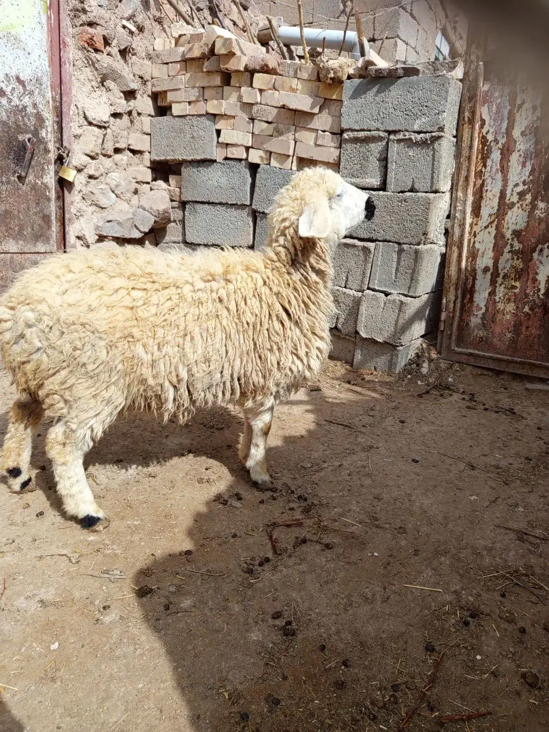 بره ماده|حیوانات مزرعه|قهستان, |دیوار