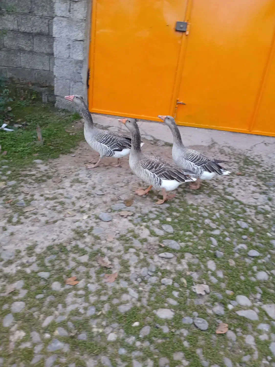 غاز کاکولی|حیوانات مزرعه|رشت, جانبازان|دیوار