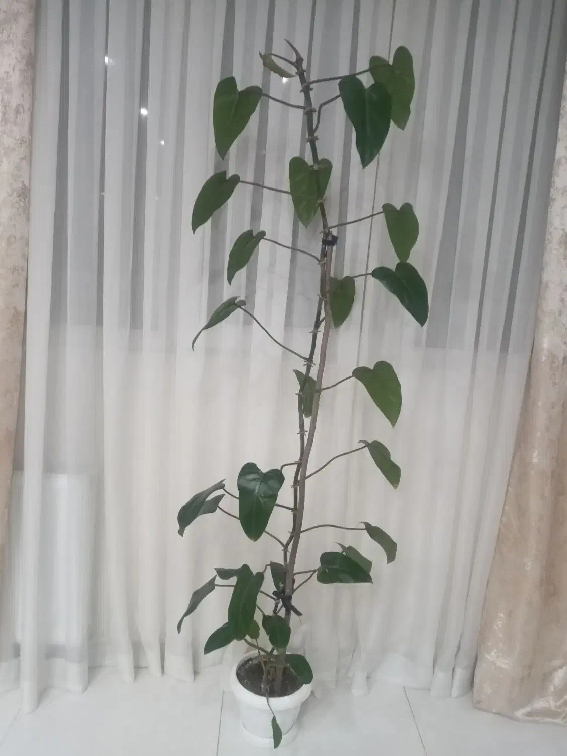 گل اپارتمانی|گل و گیاه طبیعی|فردیس, شهرک هفده شهریور|دیوار