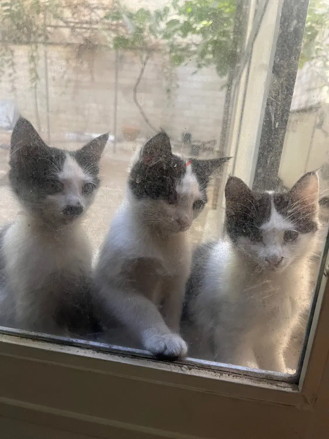 گربه واگذاری|گربه|تهران, شهرک دریا|دیوار