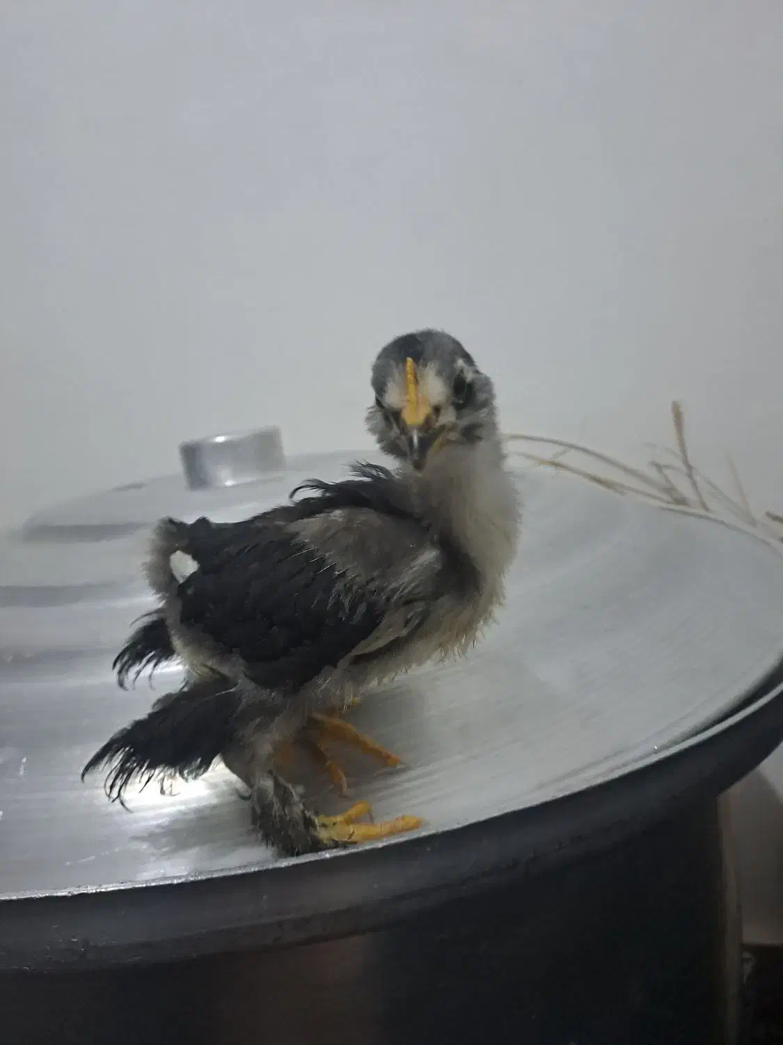 جوجه مرند|حیوانات مزرعه|بهبهان, |دیوار