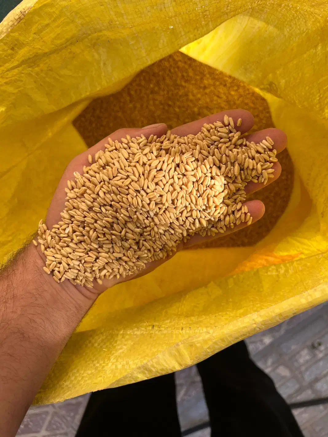 گندم بذری بوجاری شده|خدمات باغبانی و درختکاری|قیدار, |دیوار