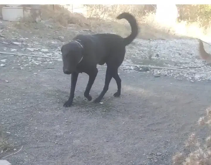 واگداری سگ|سگ|سنقر, |دیوار