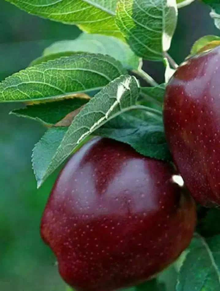 عرضه نهال سیب قرمز میراکل|خدمات باغبانی و درختکاری|چادگان, |دیوار