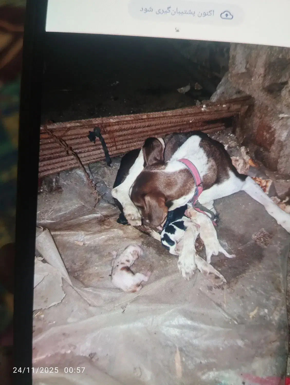 سگ گمشده|حیوانات|رامیان, |دیوار