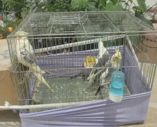 عروس هلندی|پرنده|تهران, چوب تراش|دیوار