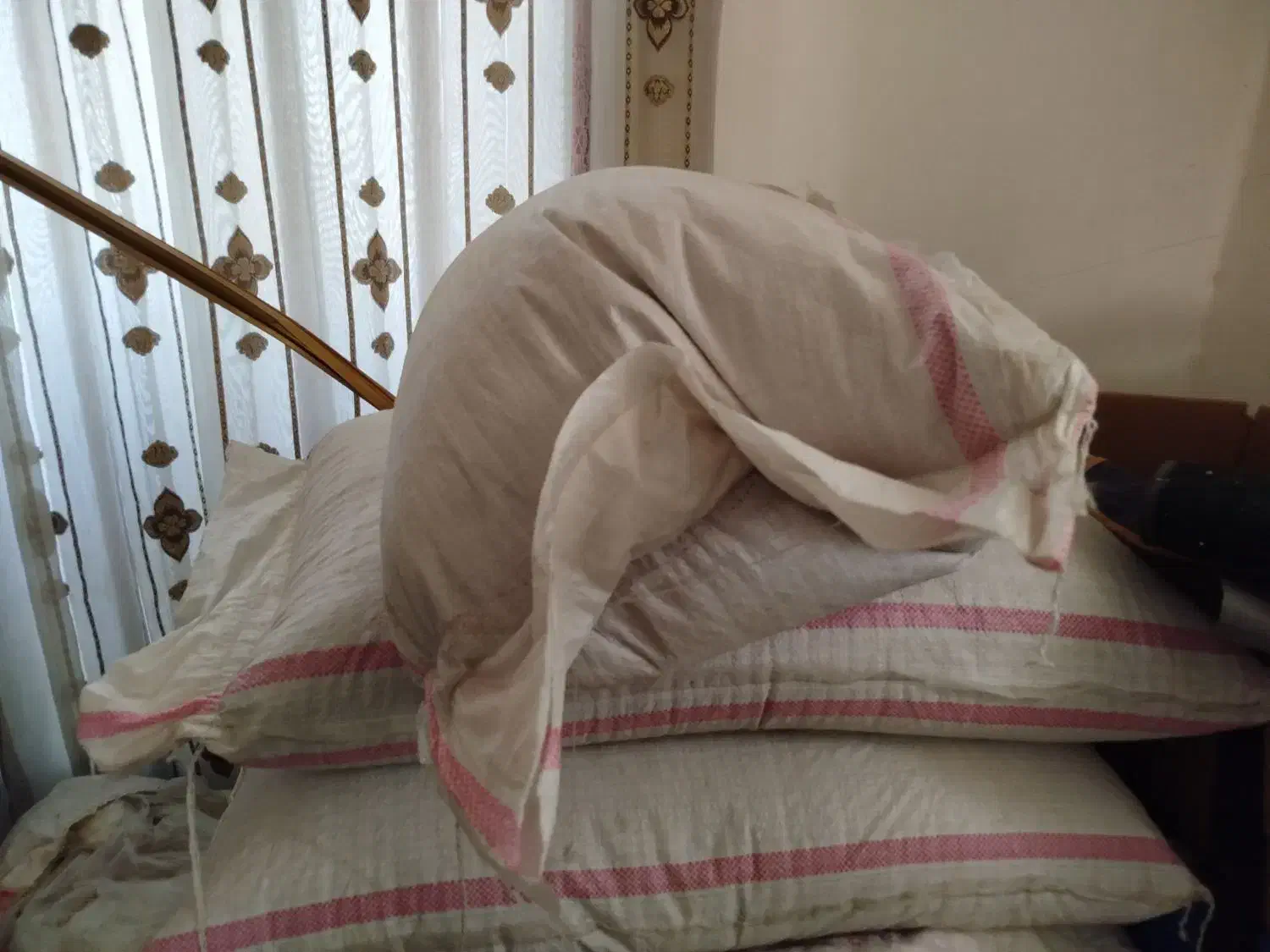 گندم آنا برنا بذر.... روانسر بذری|گل و گیاه طبیعی|روانسر, |دیوار