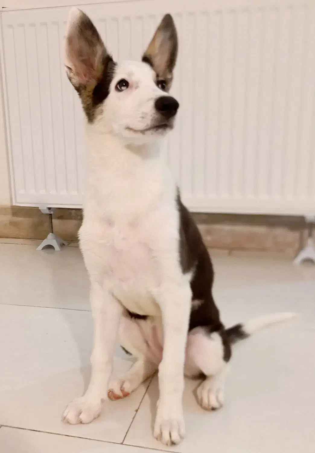 سگ گمشده در پارک تندرستی|حیوانات|فردیس, شهرک ناز|دیوار