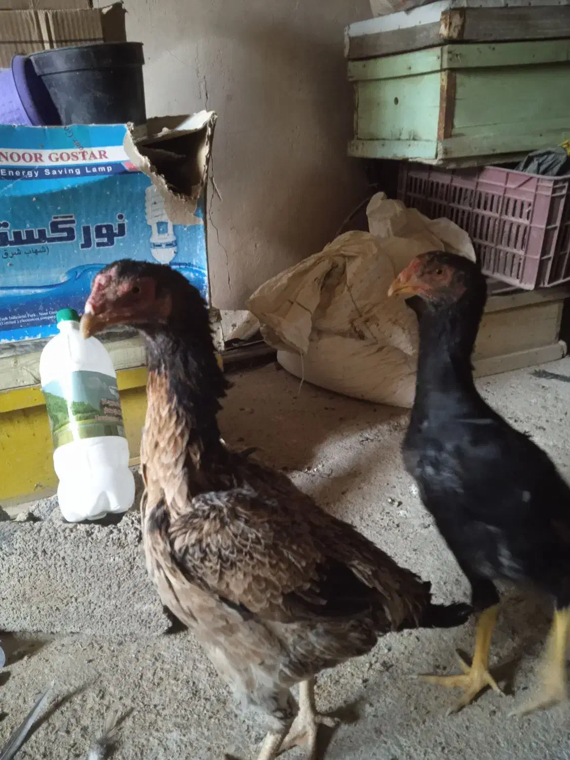 مرغ لاری|حیوانات مزرعه|موچش, |دیوار