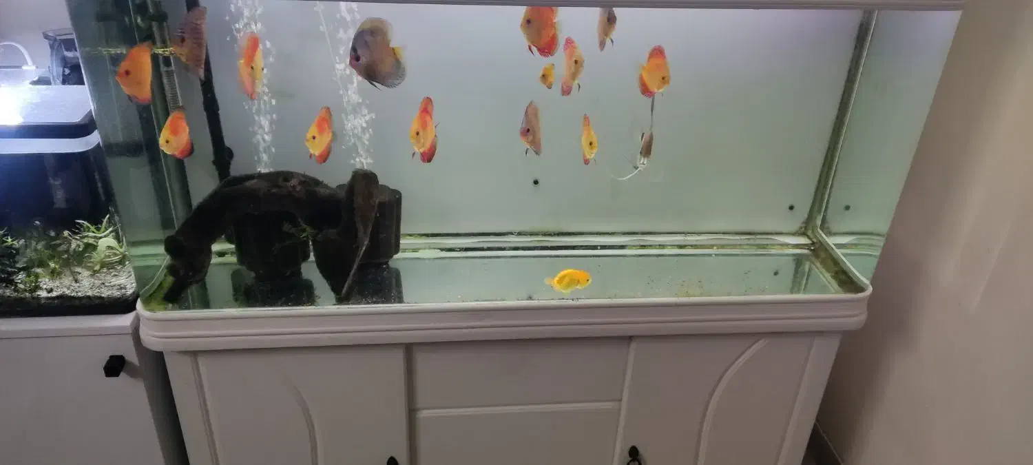 آکواریوم دلسا همراه با ماهی و تمام وسایل|ماهی|مبارکه, |دیوار