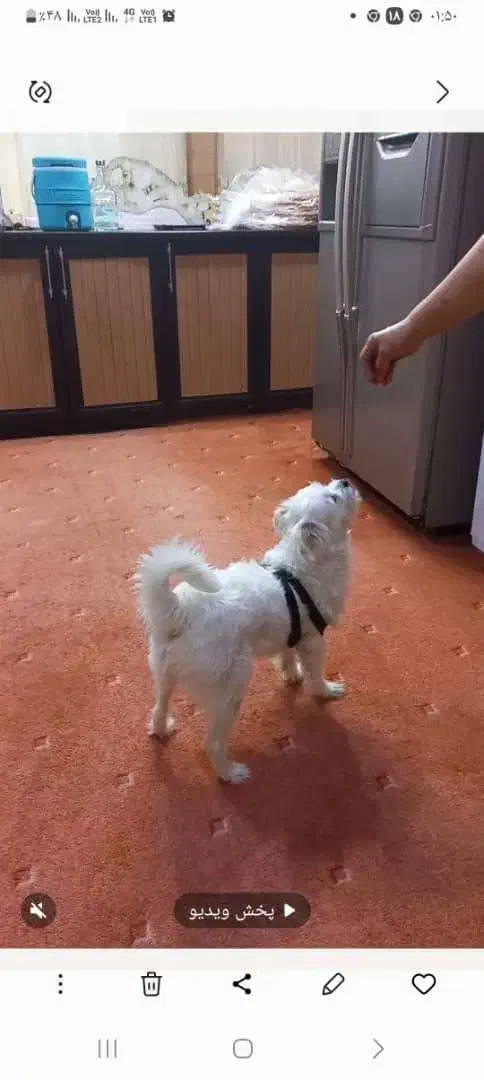 سگ گمشده|حیوانات|برازجان, |دیوار