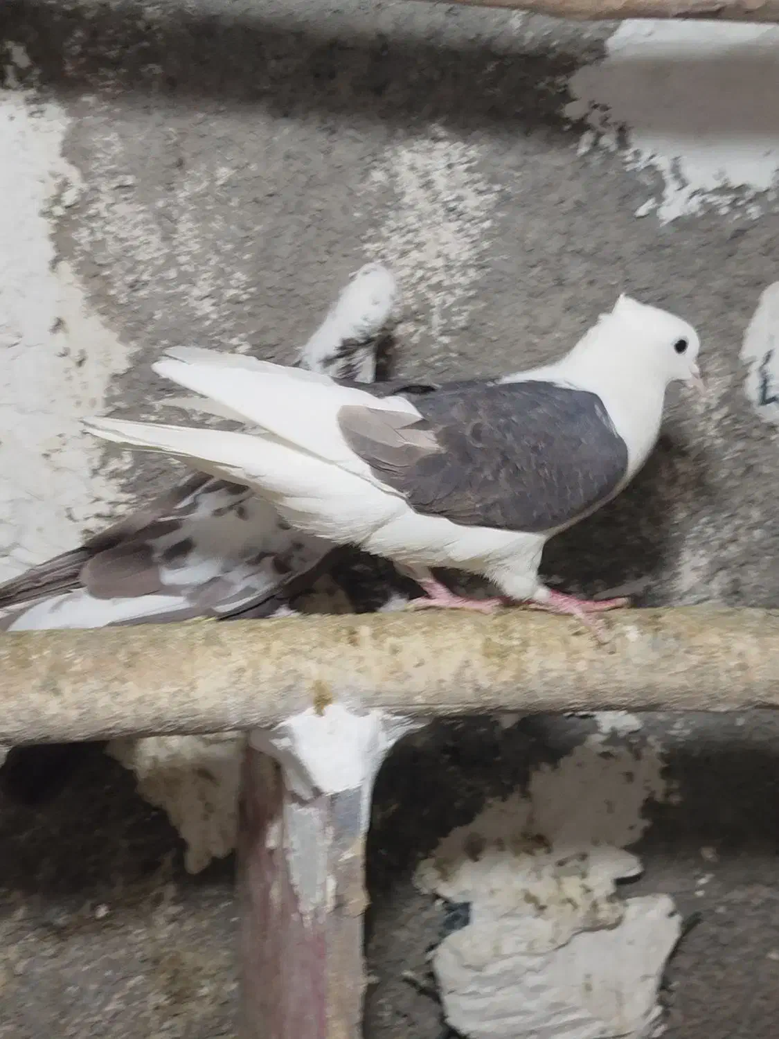 کبوتر بی کاکول|پرنده|سنندج, |دیوار