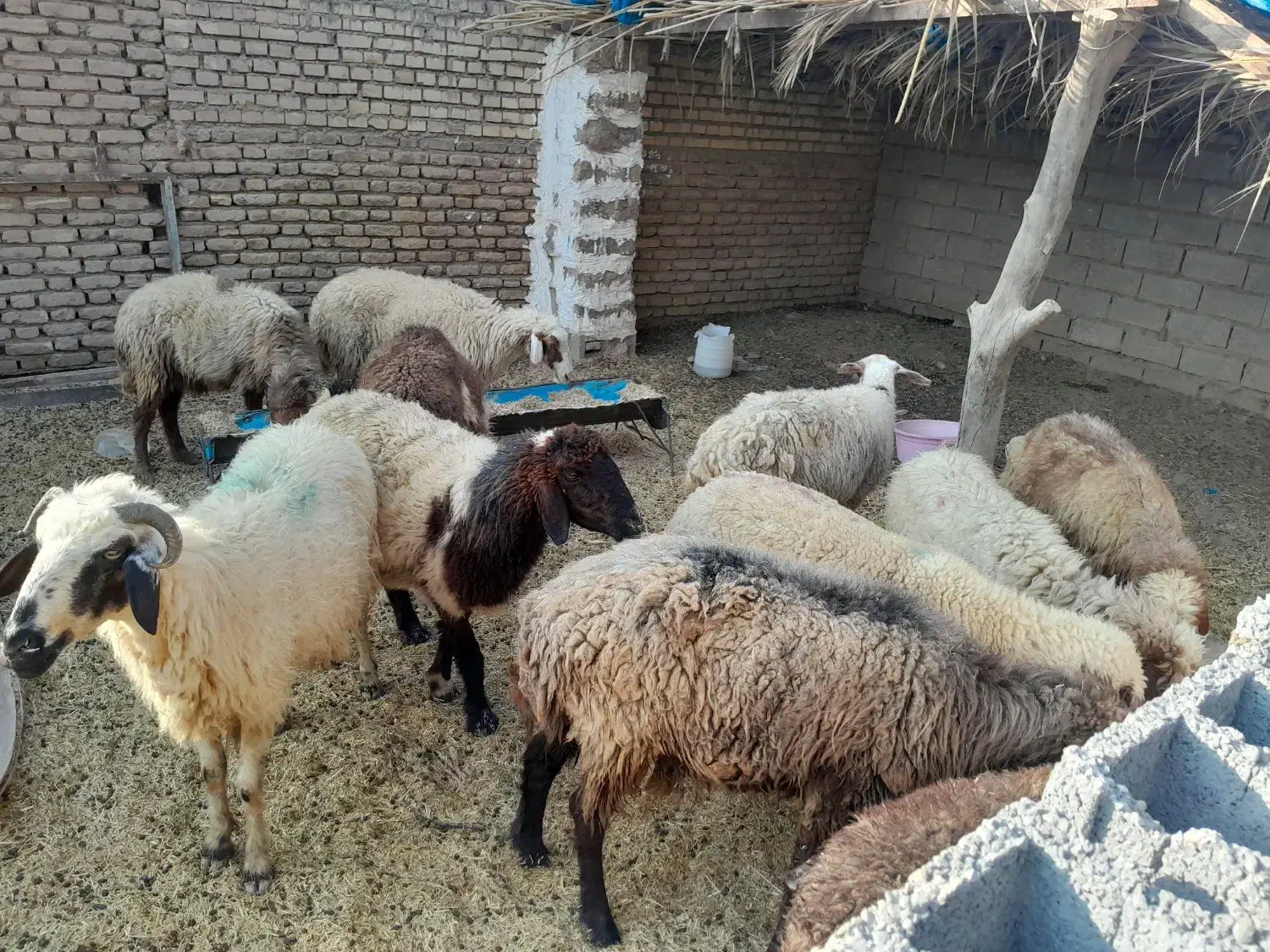 اهواز مسیر حمیدیه|حیوانات مزرعه|اهواز, عین ۲|دیوار