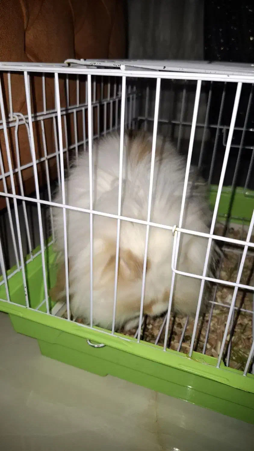 خرگوش لوپ|موش و خرگوش|قدس, شهر‌قدس|دیوار