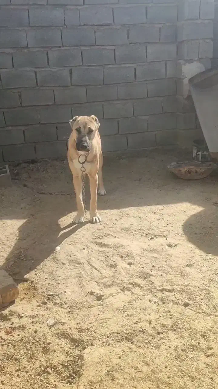 واگذاری توله|سگ|رضویه, |دیوار