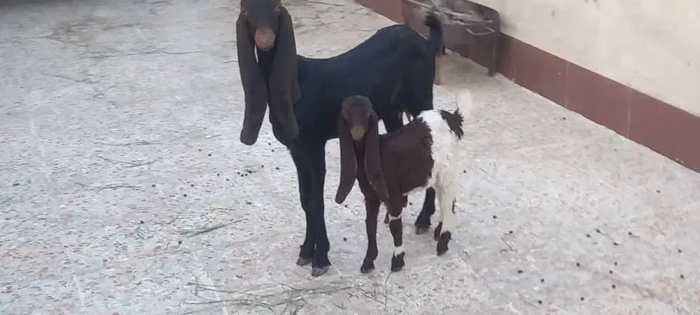 بز افغانی پاکستانی|حیوانات مزرعه|اهواز, پردیس دو|دیوار