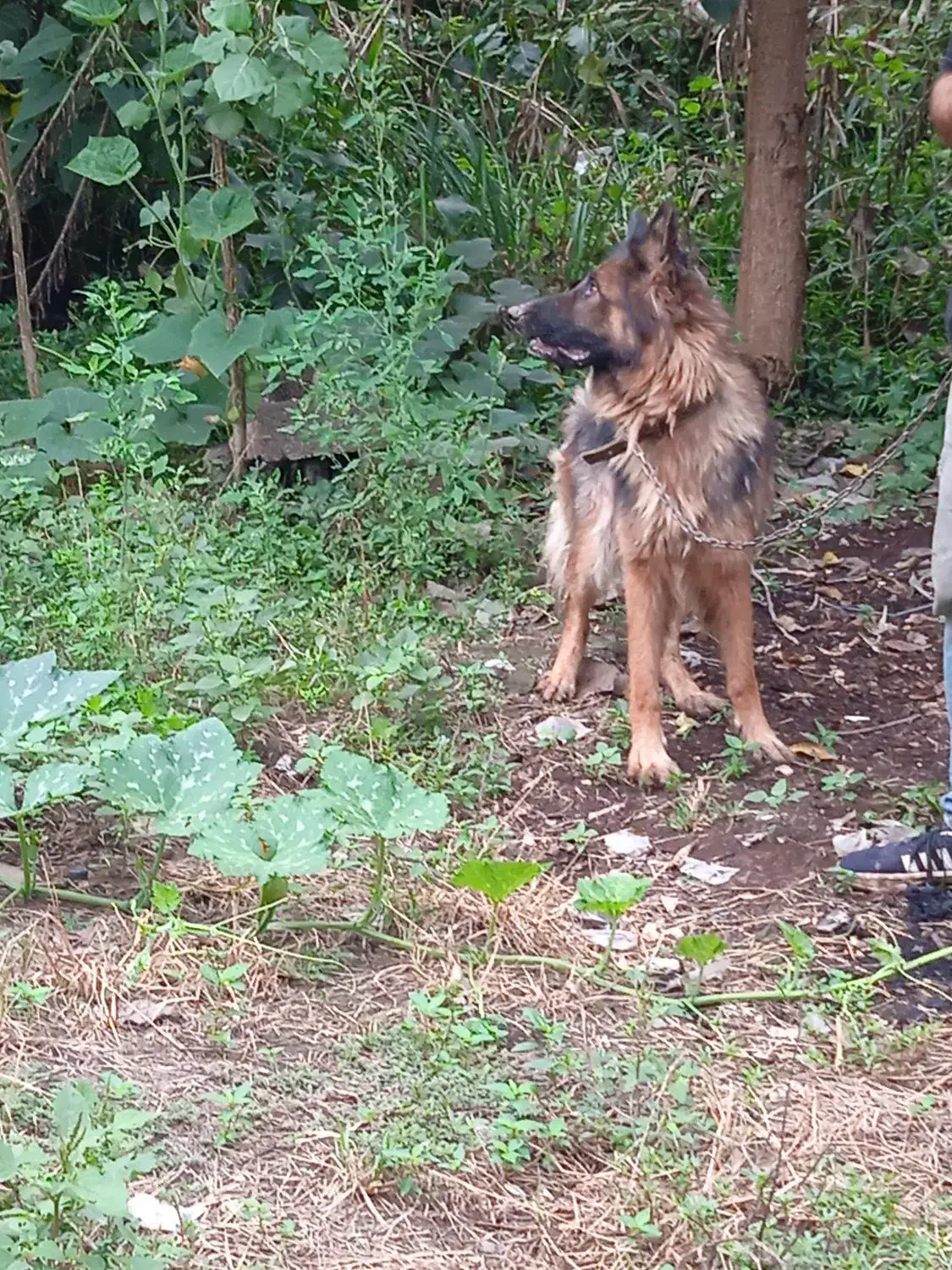 ژرمن شیپر ماده.االان چاق تره عکس برای ۳ماه قبله|سگ|آستانه اشرفیه, |دیوار