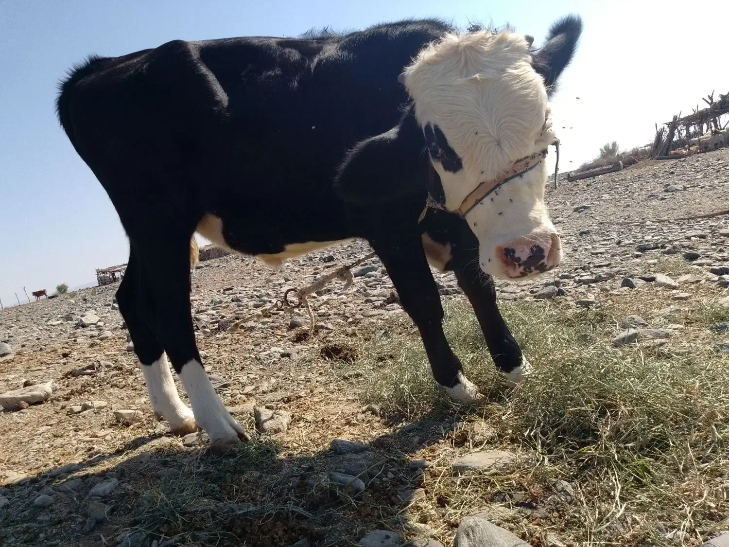 جلب سیمینال|حیوانات مزرعه|فاریاب, |دیوار