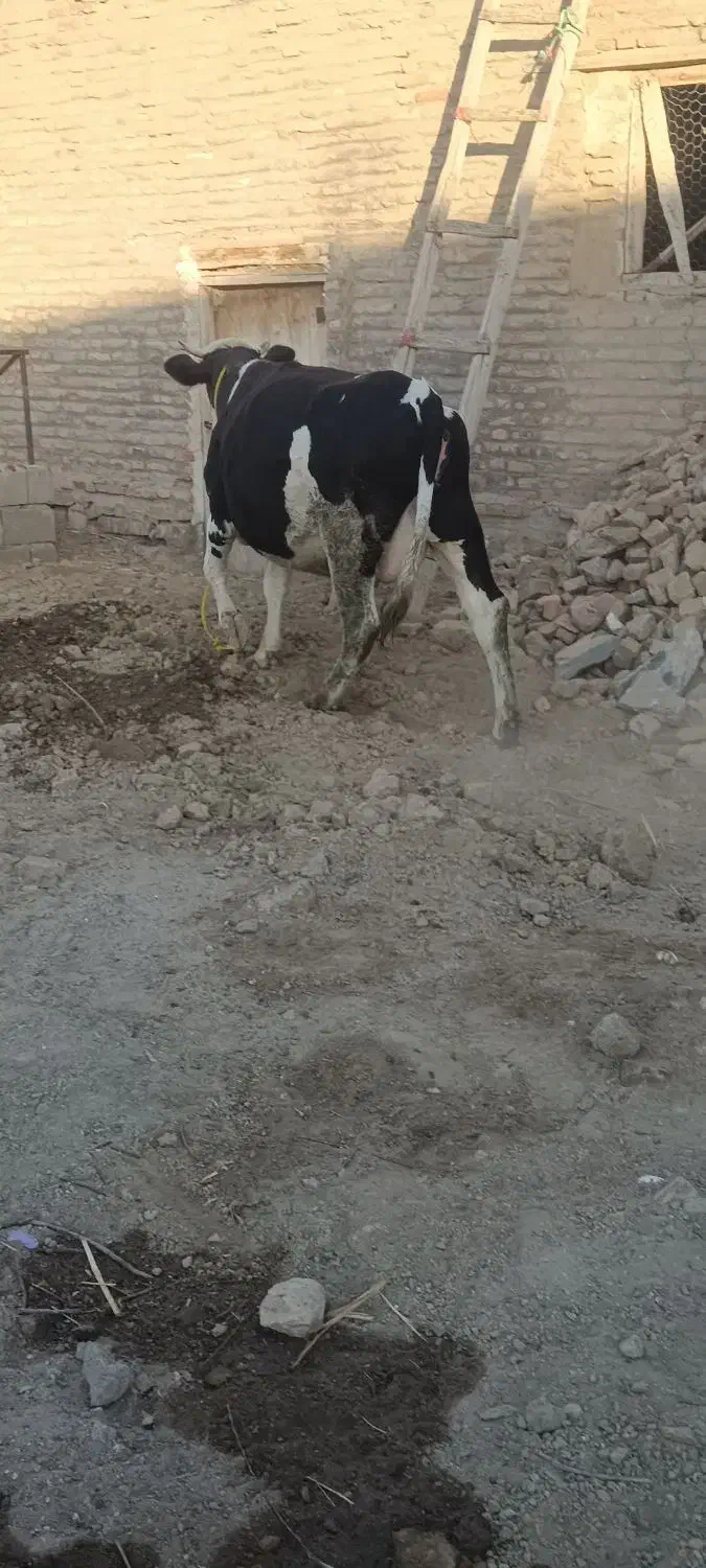 گاو خوب آبستن|حیوانات مزرعه|فیروزآباد (آذربایجان), |دیوار