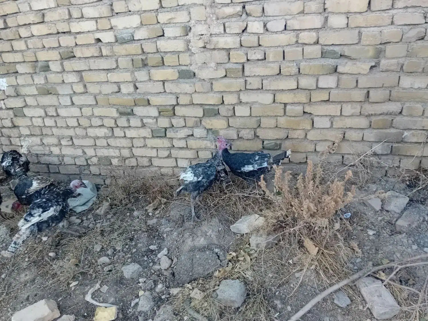 چندعددبقلمو وغاز به فروش میرسد|حیوانات مزرعه|قیدار, |دیوار