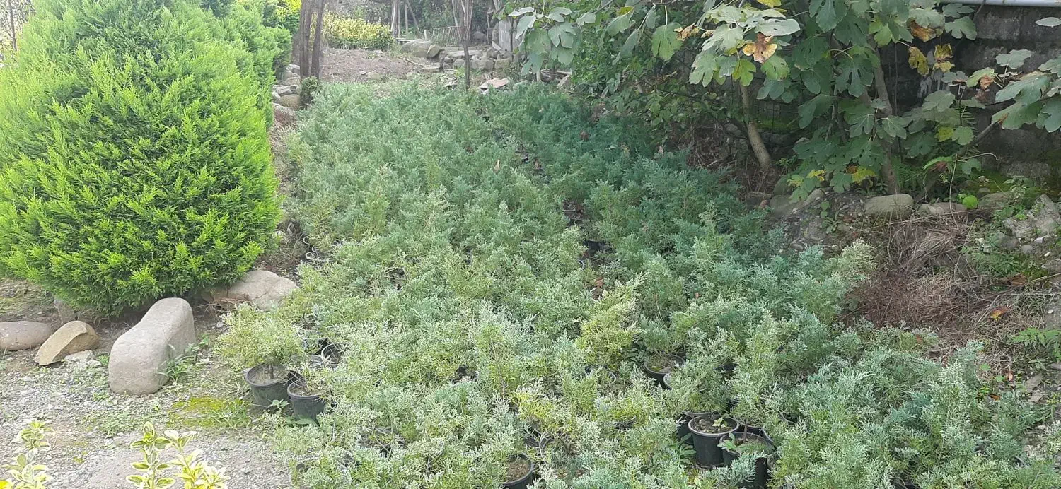 کاج رونده زیبا|گل و گیاه طبیعی|رامسر, |دیوار