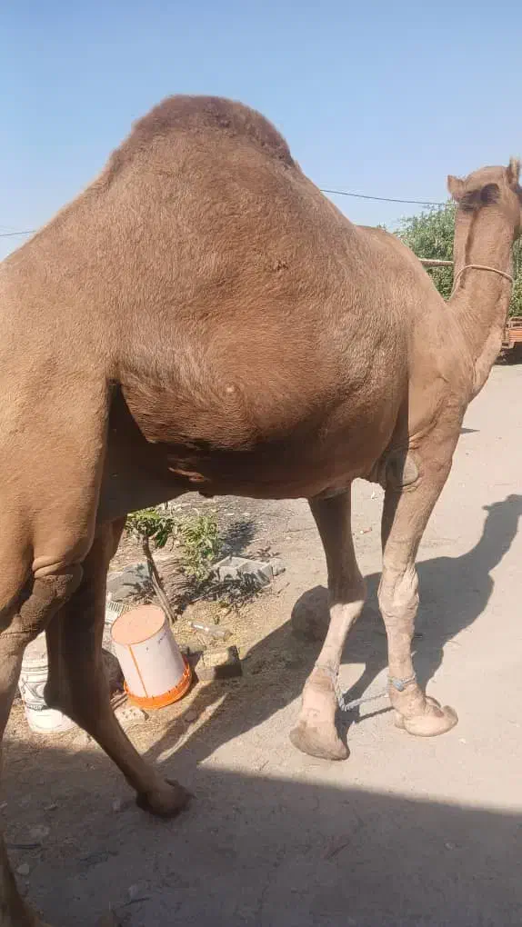 شتر نر محلی مخصوص داشت|حیوانات مزرعه|تخت, |دیوار