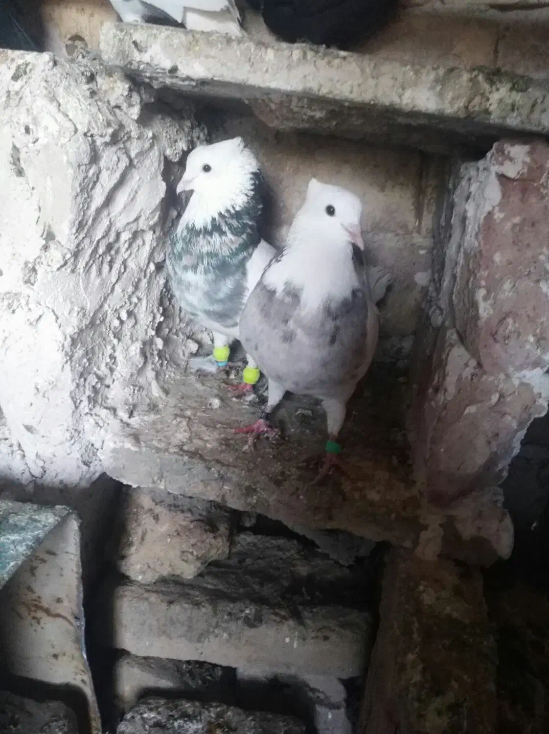 طوقی|پرنده|فردوس (خراسان), |دیوار