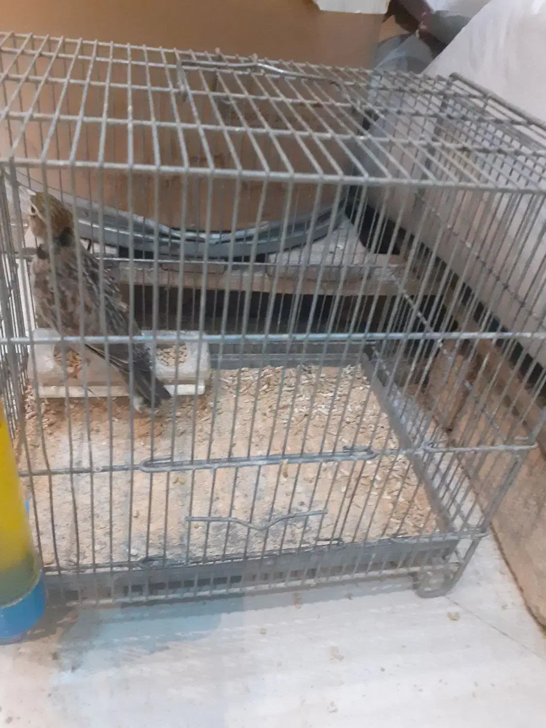 سهره خاکی مست|پرنده|شهریار, شهرک مصطفی خمینی|دیوار