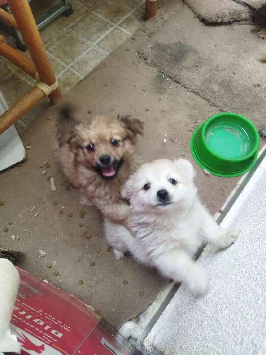 سگ خونگی|سگ|دره شهر, |دیوار