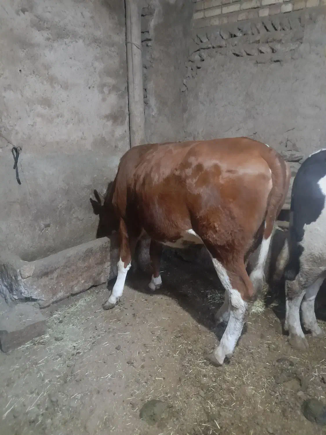 گوساله ماده|حیوانات مزرعه|دهگلان, |دیوار