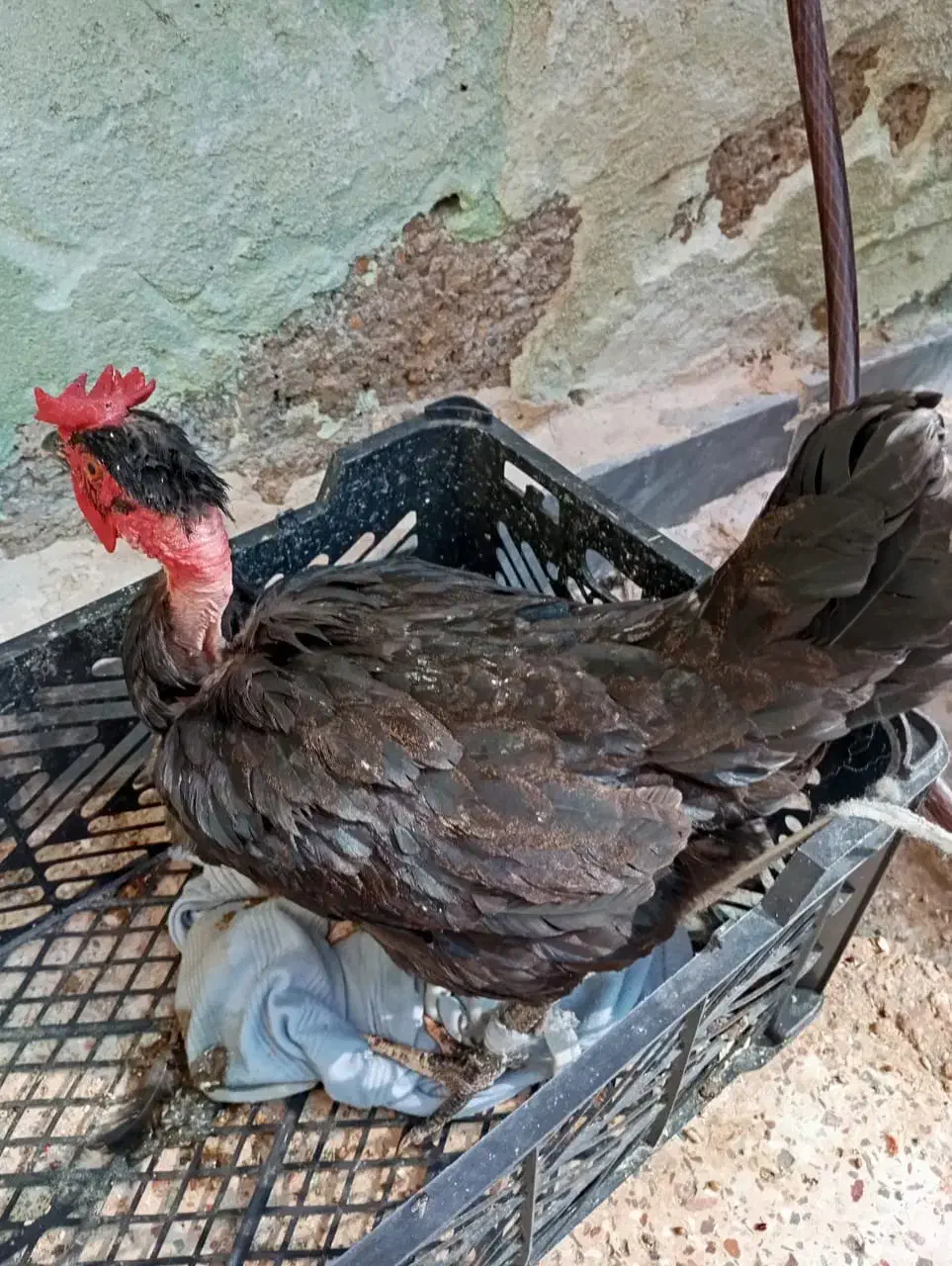 مرغ|حیوانات مزرعه|امیدیه, |دیوار