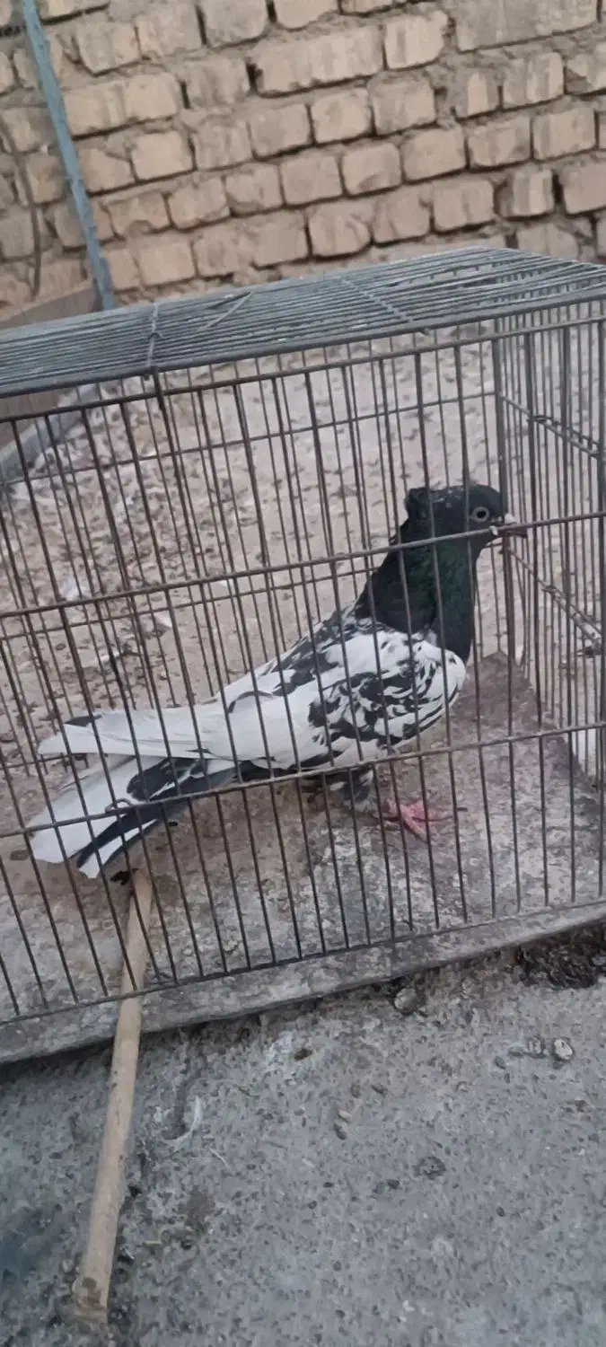 کبوتر تهرونی و پلاکی|پرنده|خمینی‌شهر, |دیوار