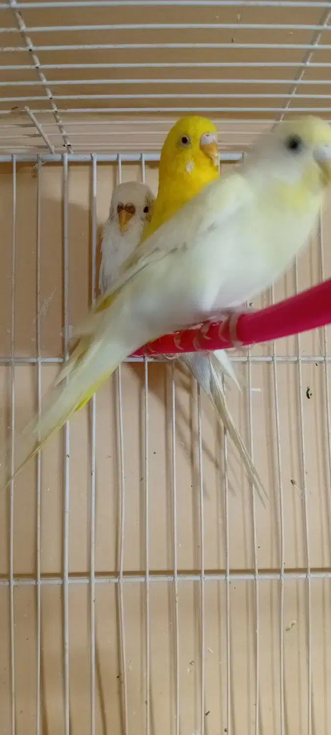 مغازه پرنده فروشی کل پرنده ها به فروش میرسد|پرنده|مه ولات, |دیوار