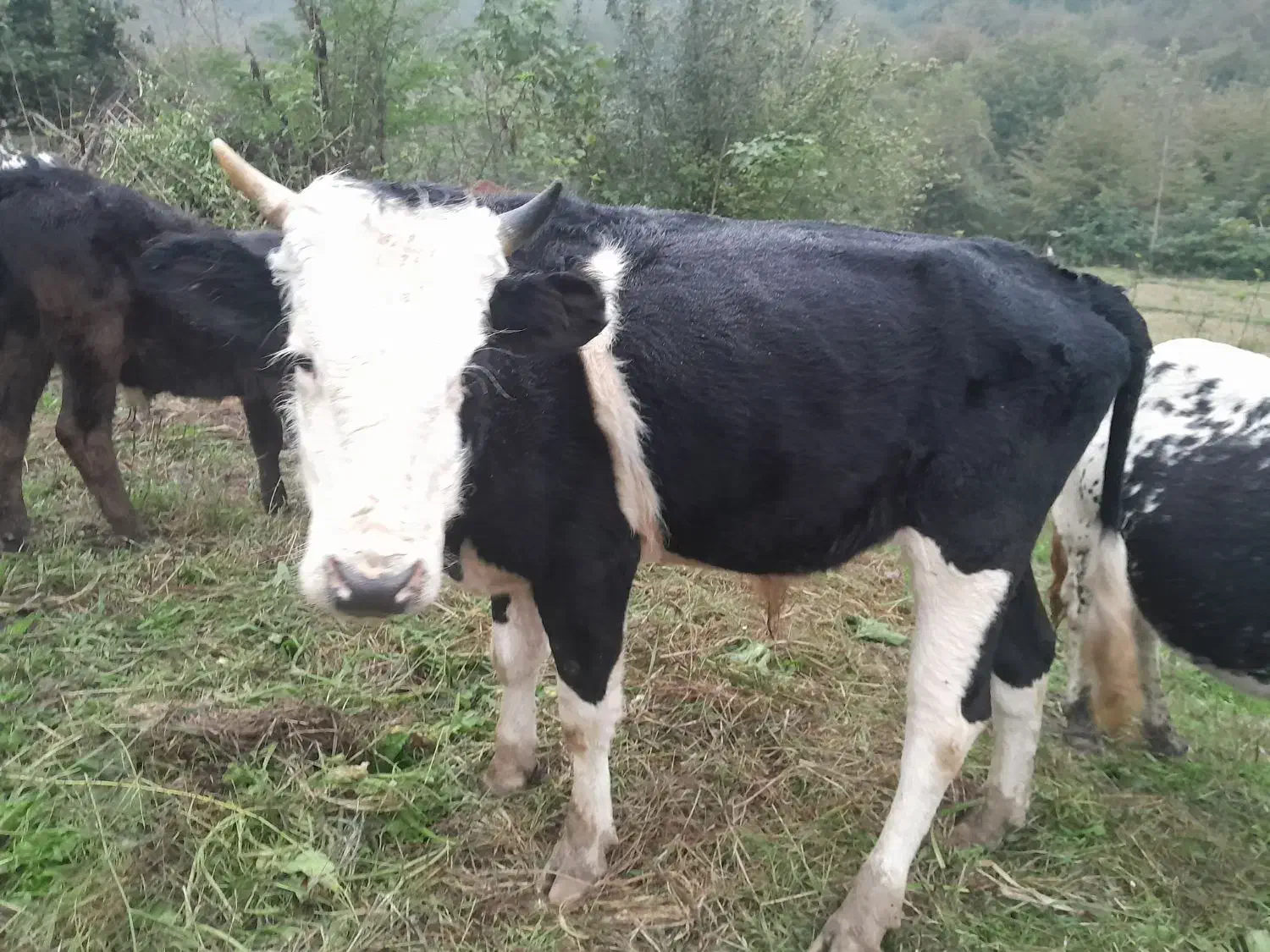 فروش گاو نر|حیوانات مزرعه|تالش, جوکندان|دیوار