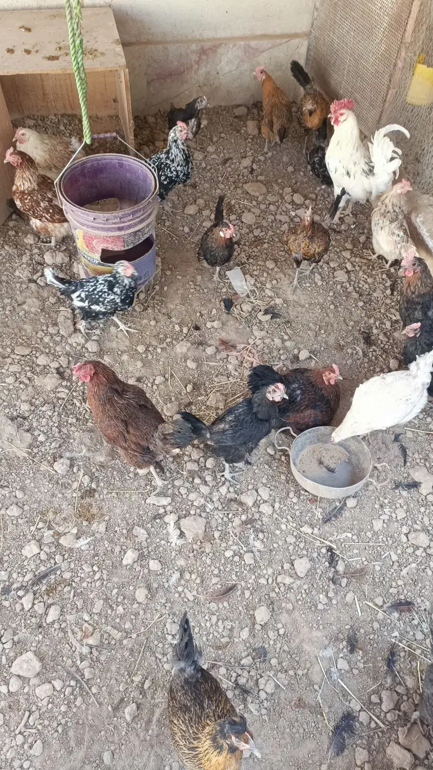 مرغ و خروس|حیوانات مزرعه|ری, علایین|دیوار