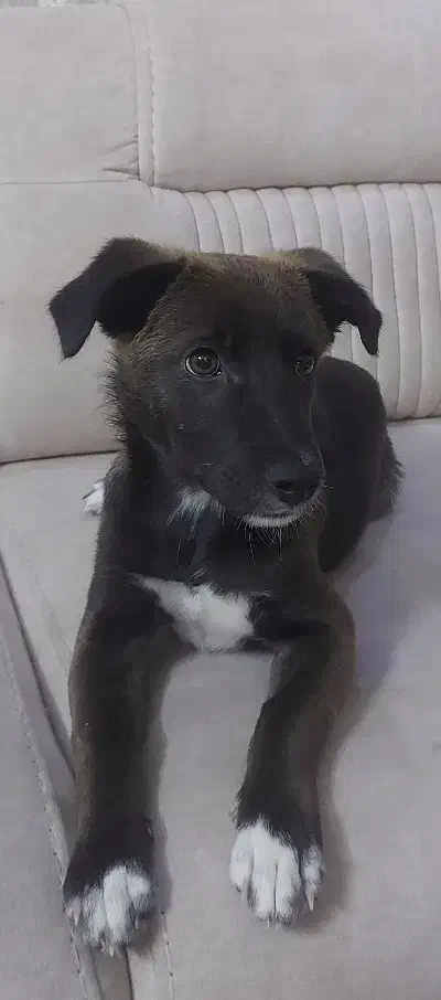 واگذاری سگ|سگ|مشهد, الهیه|دیوار