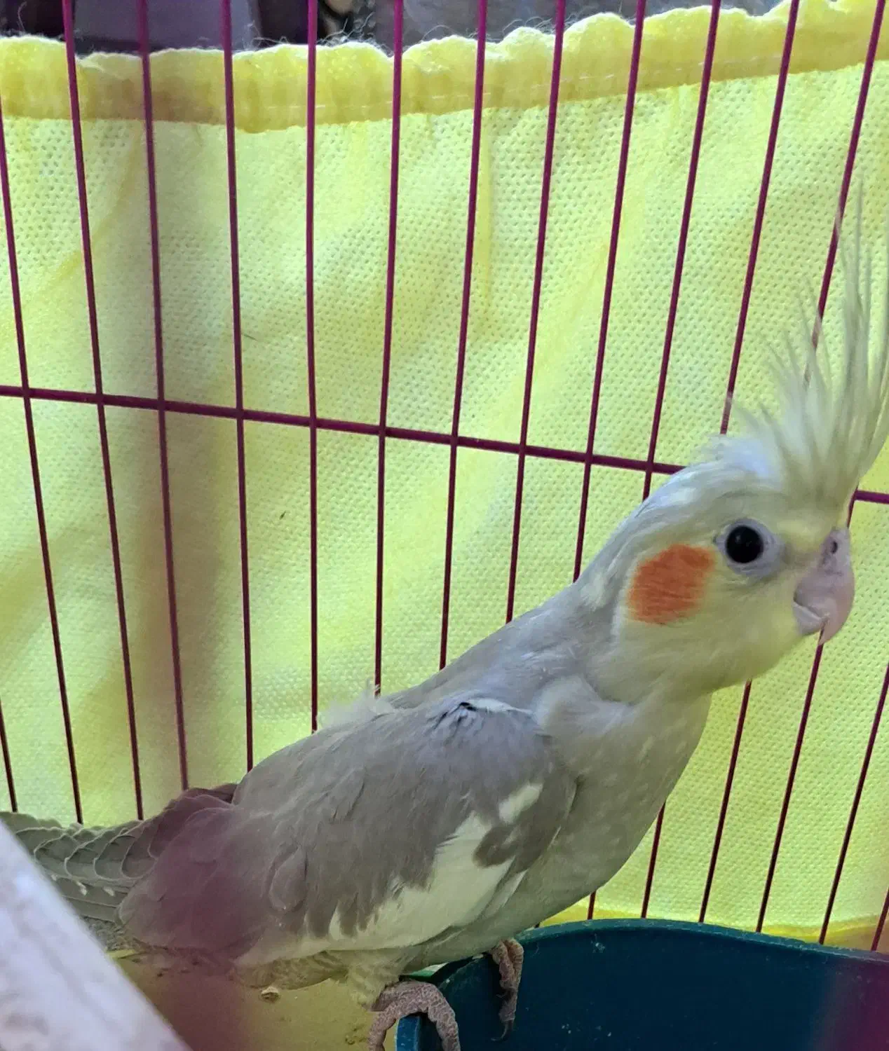 جوجه عروس هلندی|پرنده|یزد, |دیوار