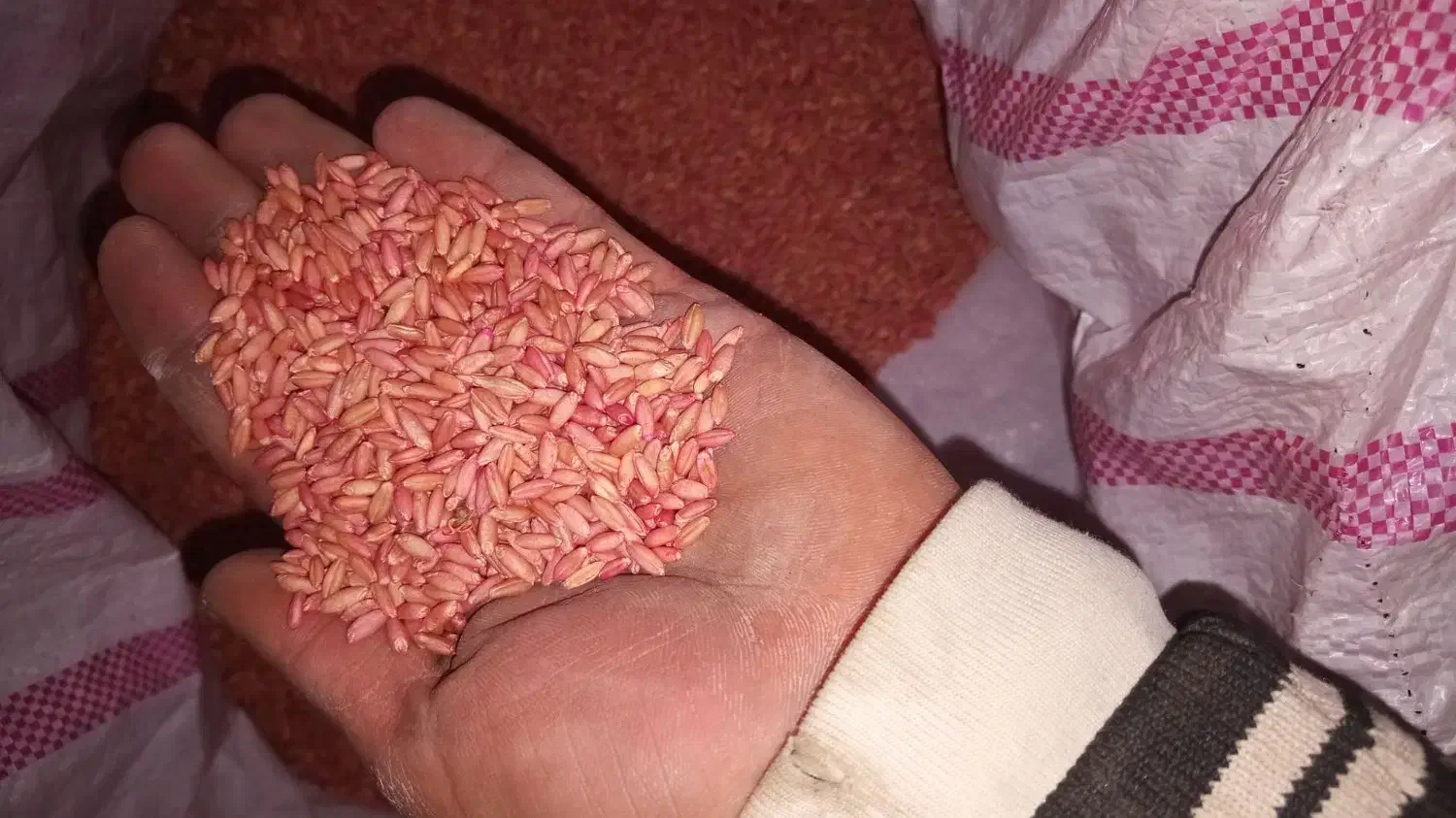 بذر گندم رقم هشترود ۱۲ تن|عمده‌فروشی|نظر کهریزی, |دیوار