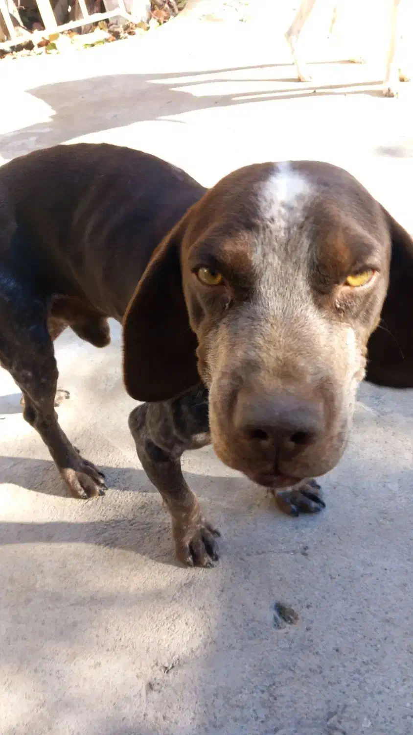 سگ گمشده|حیوانات|کلاله, |دیوار