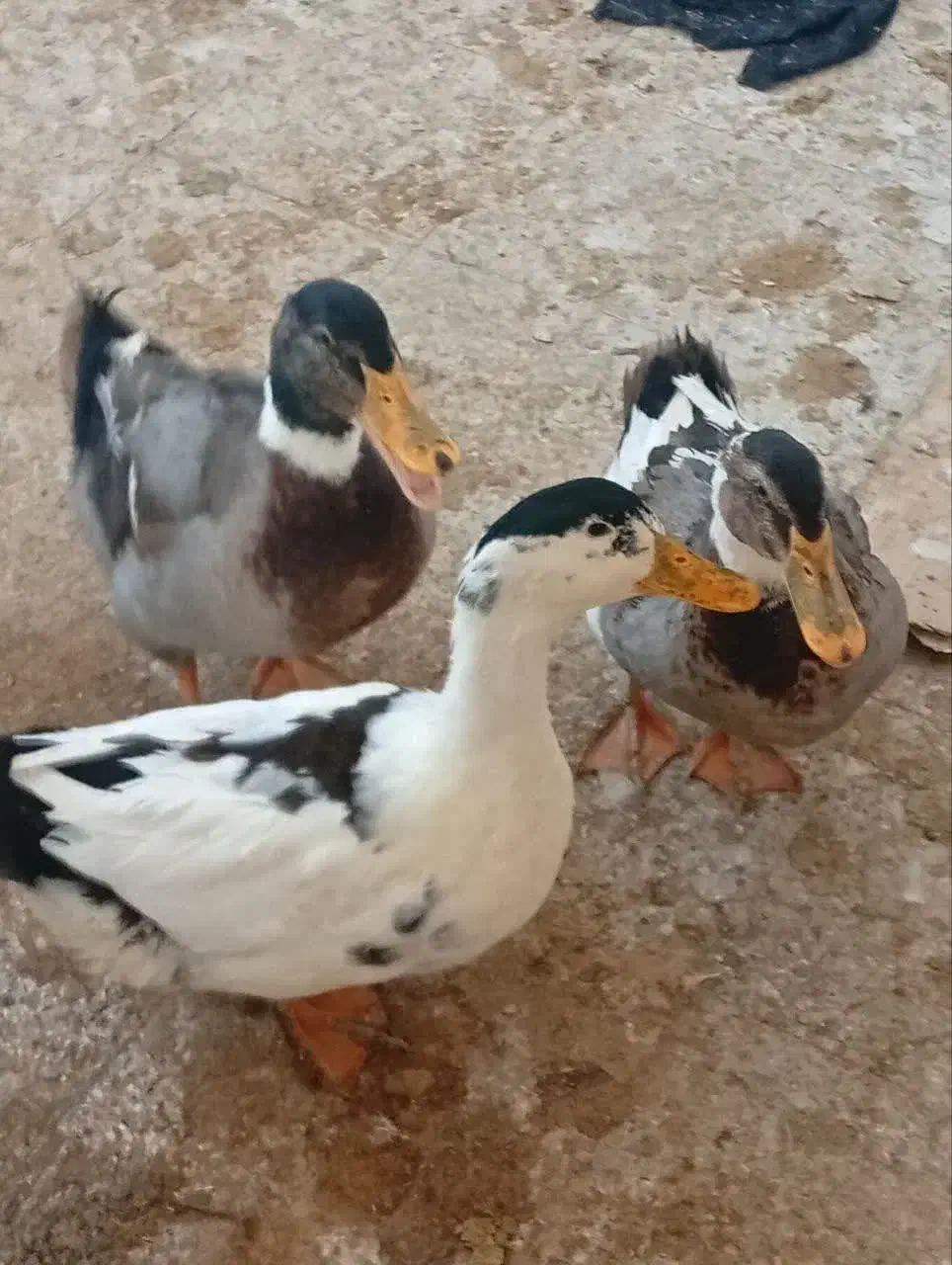 اردک|حیوانات مزرعه|سبزوار, هویزه|دیوار