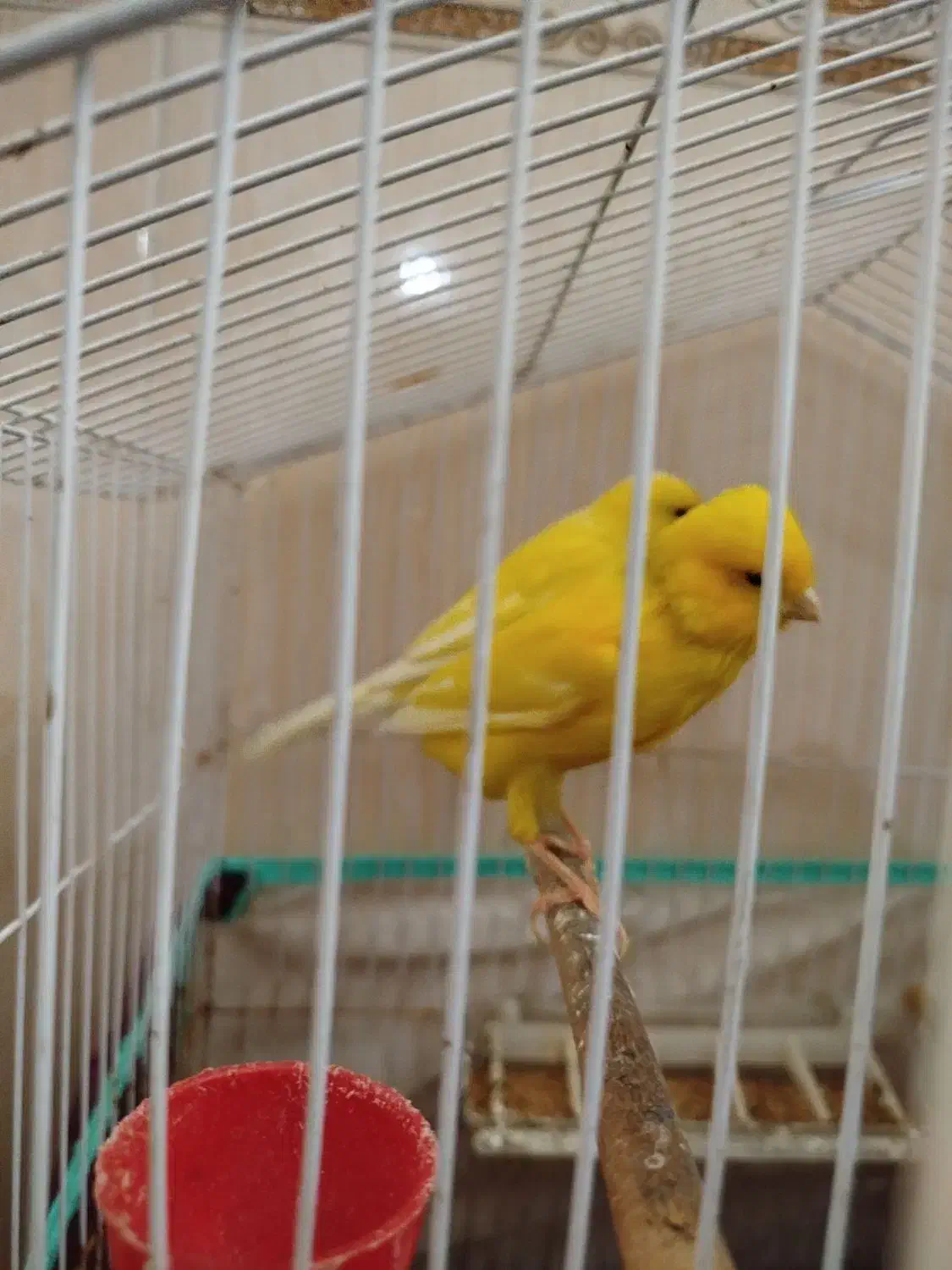 قناری سوپرمولد|پرنده|بوشهر, |دیوار