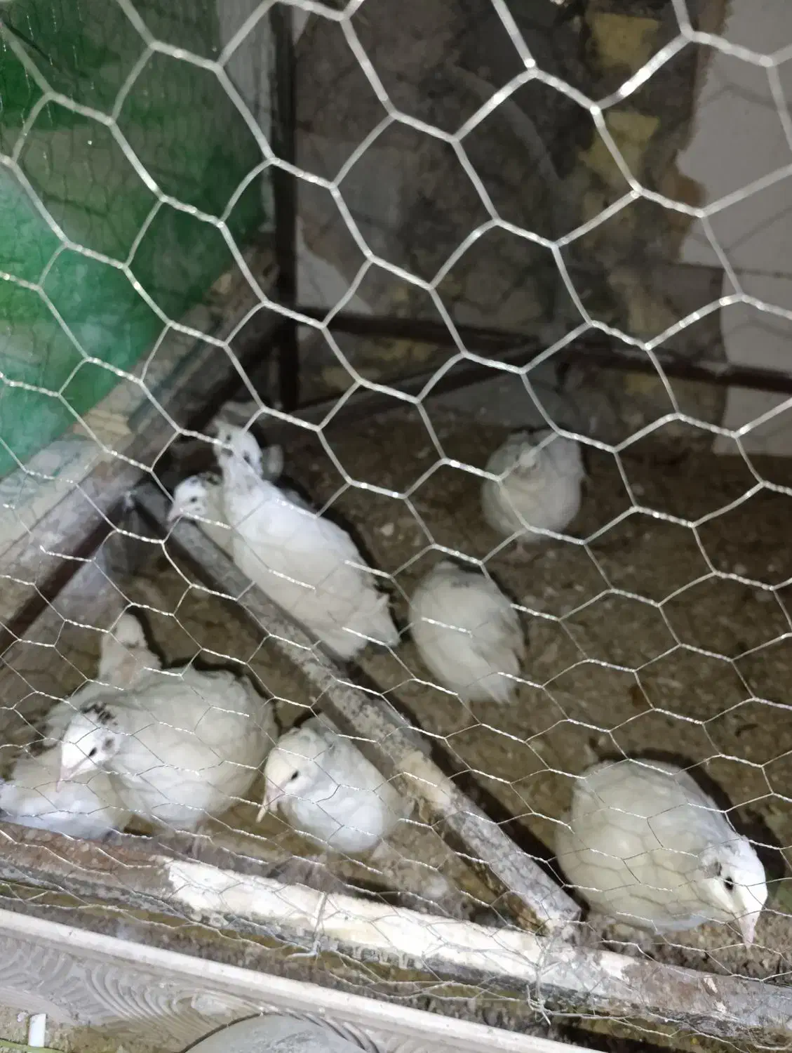 خروس و تعدادی بلدرچین|حیوانات مزرعه|حمیدیا, |دیوار