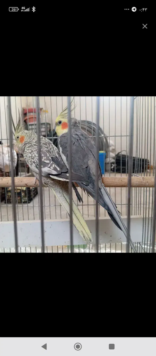 جفت عروس هلندی کار داده|پرنده|مهاباد (آذربایجان غربی), |دیوار