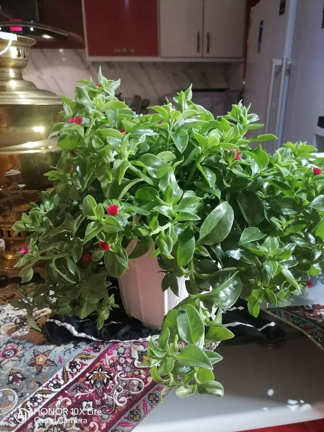 گل ناز نازی|گل و گیاه طبیعی|تبریز, |دیوار