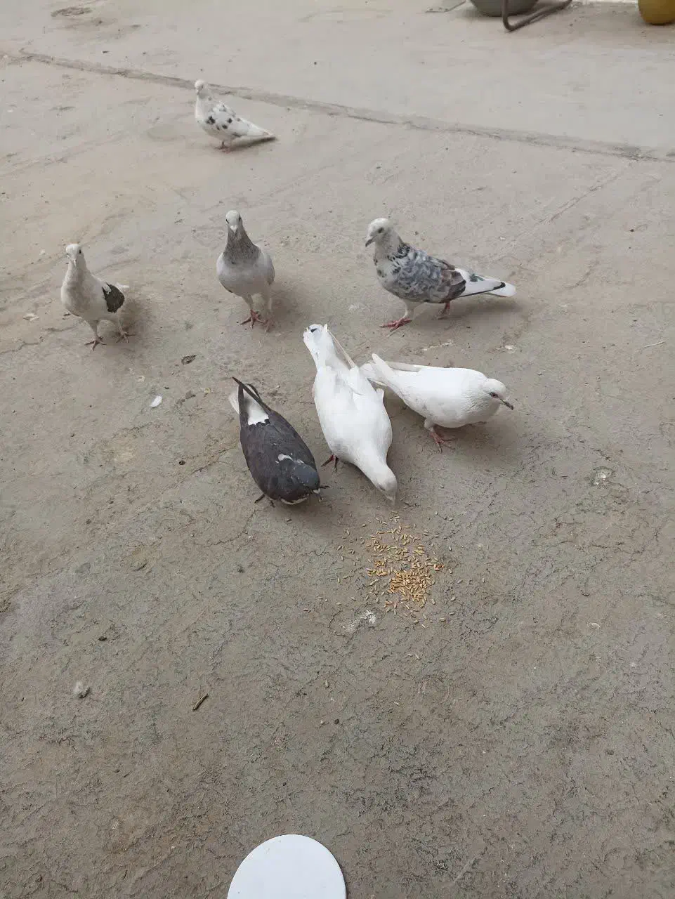 7عدد کبوتر نژاد دار|پرنده|شهریار, شهرک مصطفی خمینی|دیوار