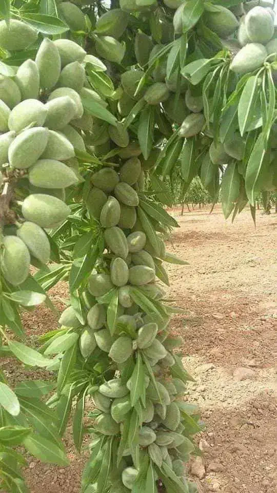 نهال بادام شاهرودی و...اصل|خدمات باغبانی و درختکاری|تهران, دانشگاه شریف|دیوار