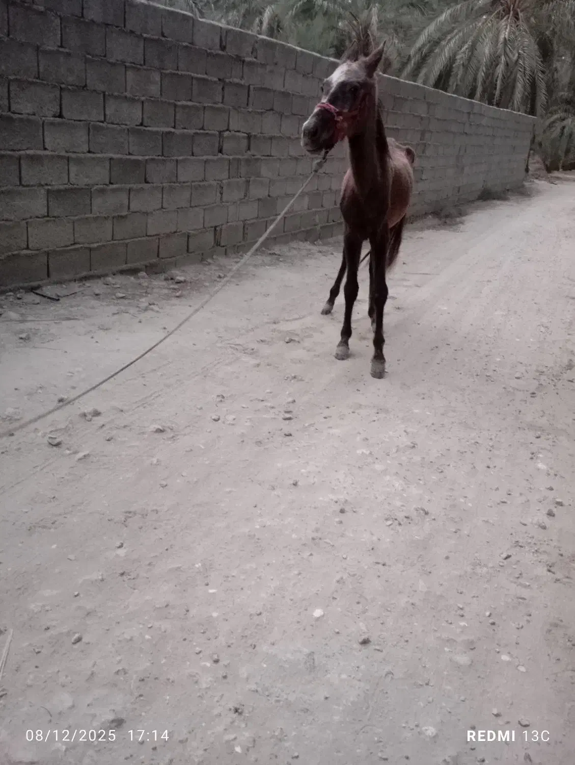 کره اسب نریان|اسب و تجهیزات اسبسواری|برازجان, |دیوار