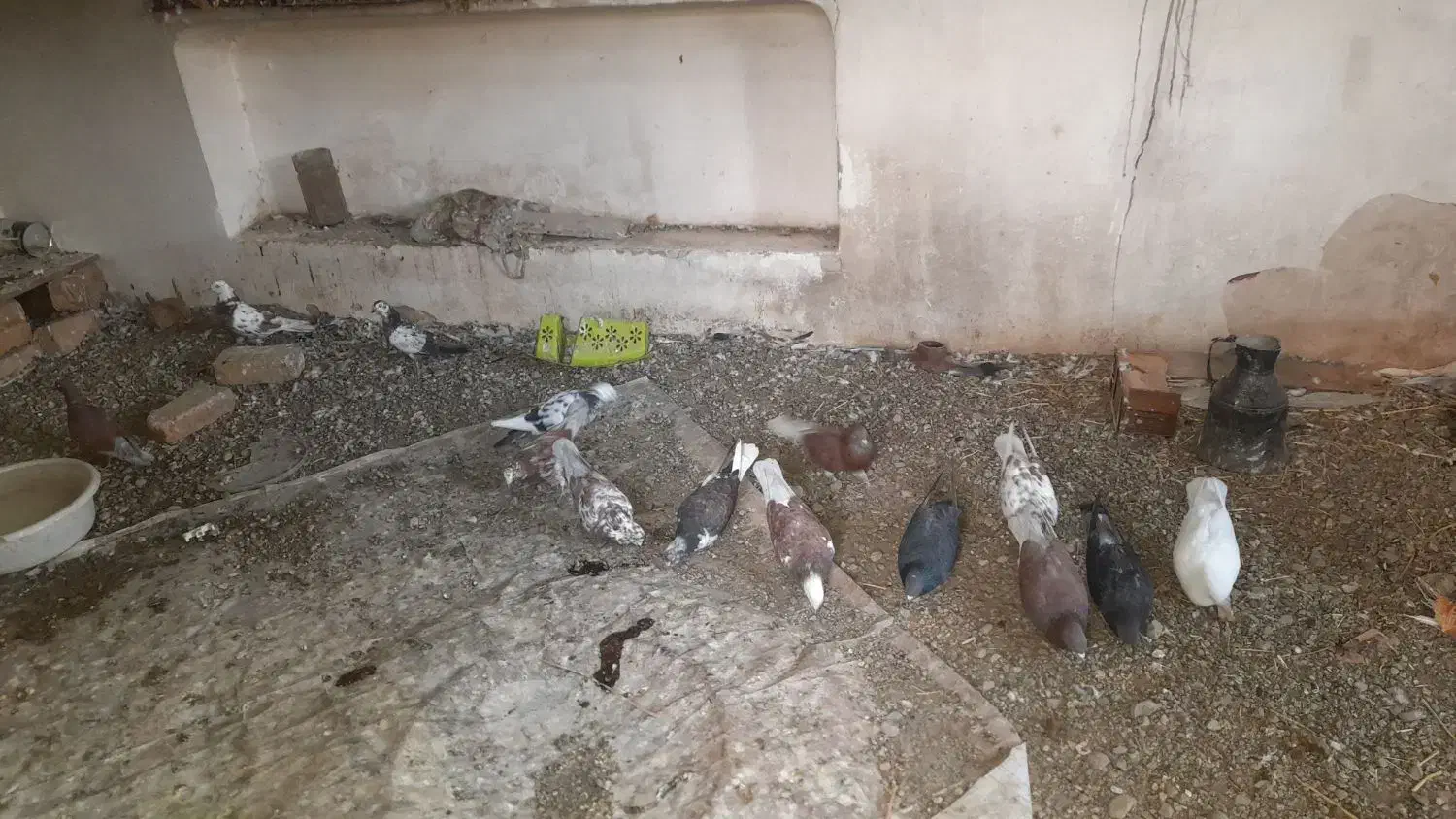 10عدد کبوتر|پرنده|خوی, |دیوار