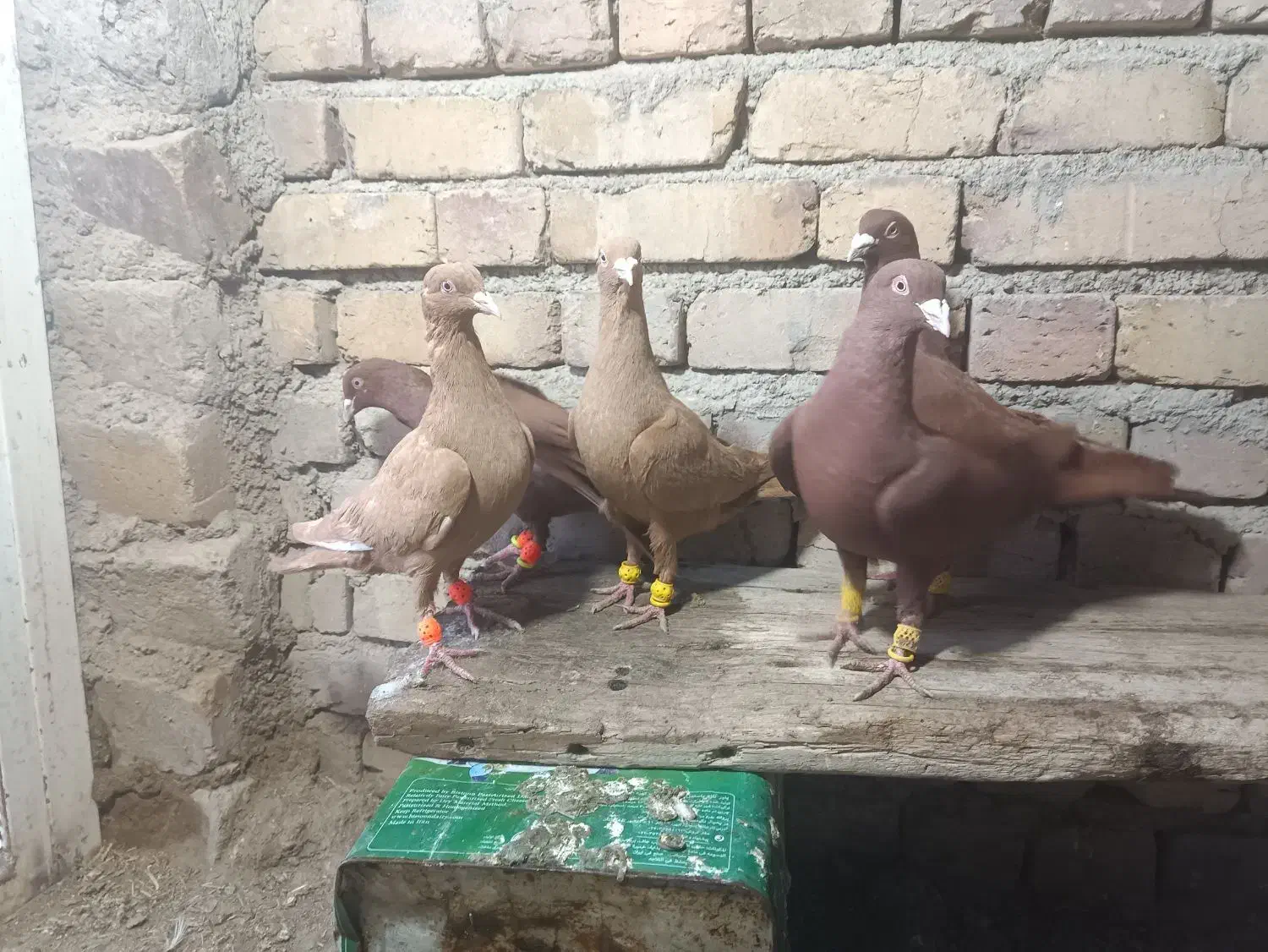 سرخ|پرنده|محمدیه-قزوین, |دیوار