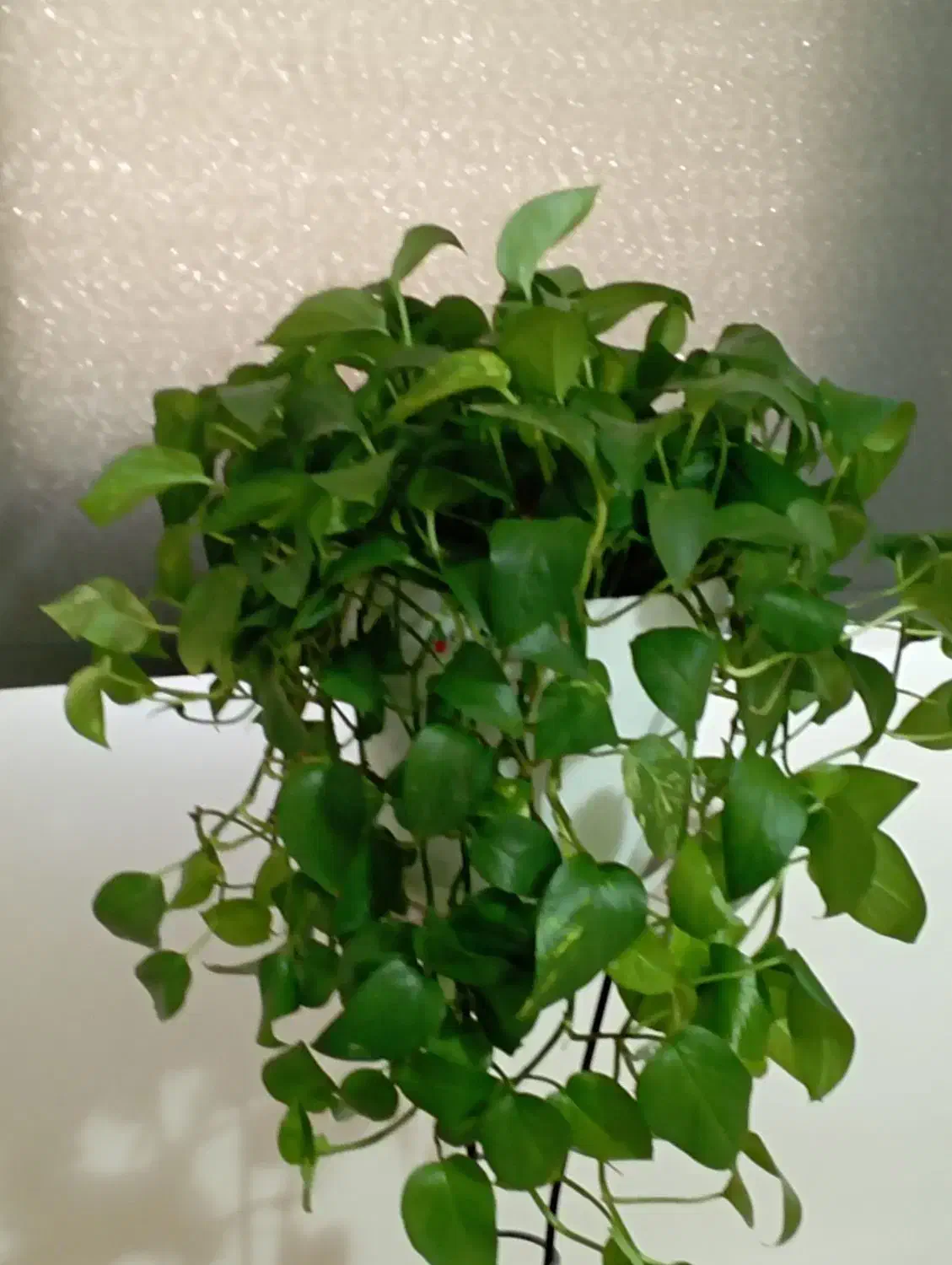 حراج لوازم منزل|حراج|تهران, نیروی هوایی (پیروزی)|دیوار